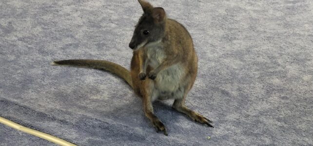 Warsztaty z kangurem. Warsztaty z kangurem.